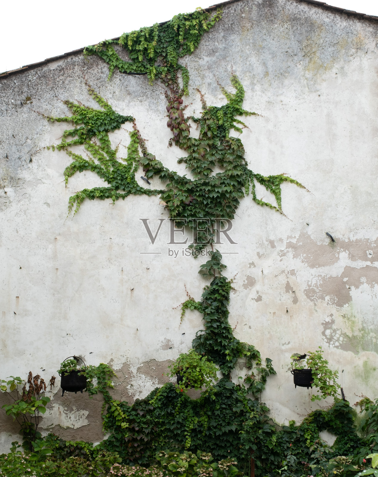 攀缘植物照片摄影图片