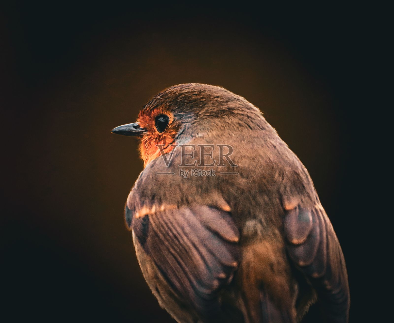 欧洲知更鸟，胸前有橙色斑块照片摄影图片