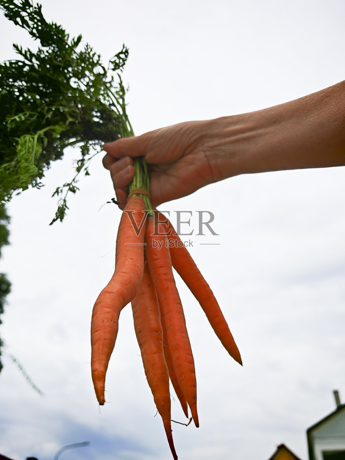 食品贸易中的有机、素食或蔬菜照片摄影图片