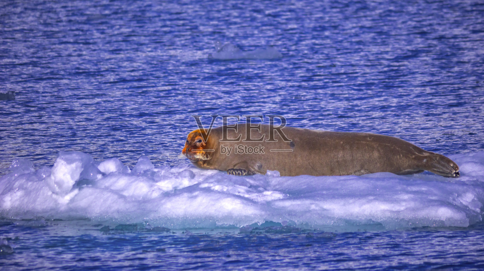 须鲸，北极照片摄影图片