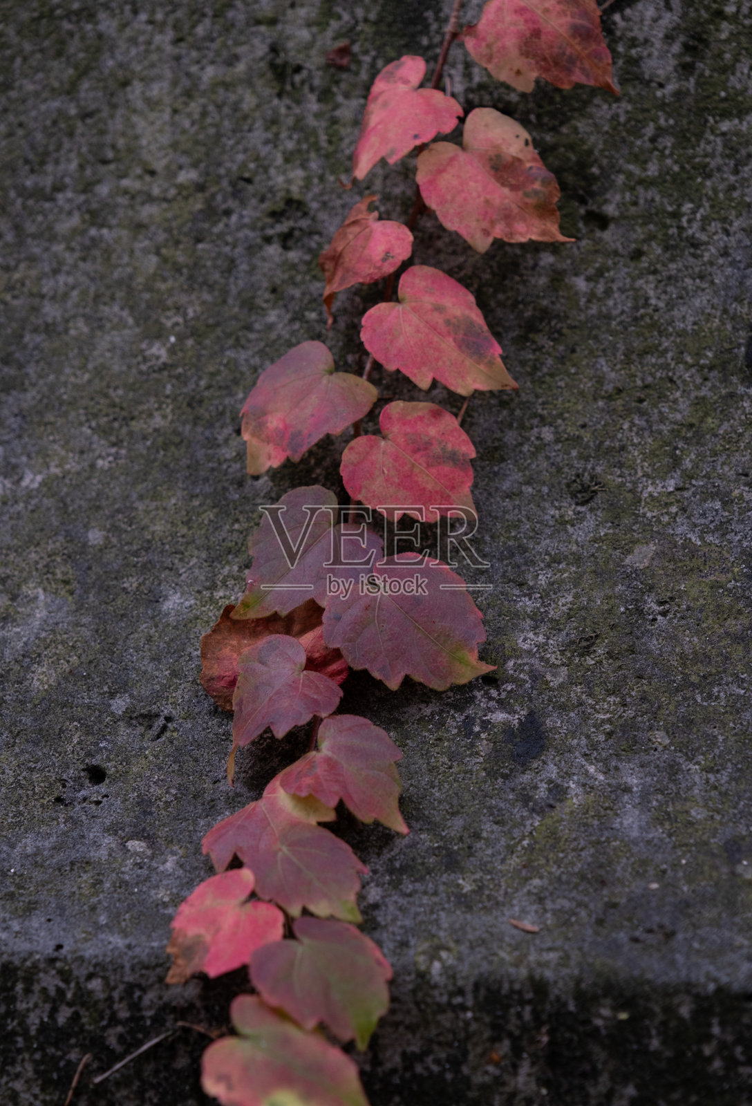 攀缘植物照片摄影图片