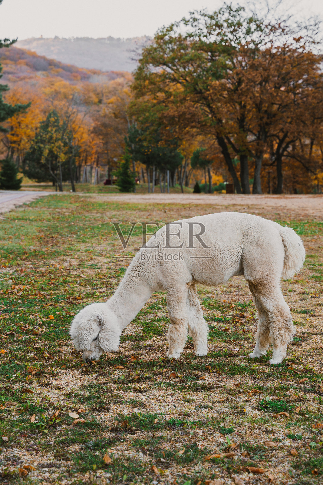 一只白色的羊驼在风景如画的公园中安静地吃草，周围是秋天的树叶和远处的山丘。照片摄影图片