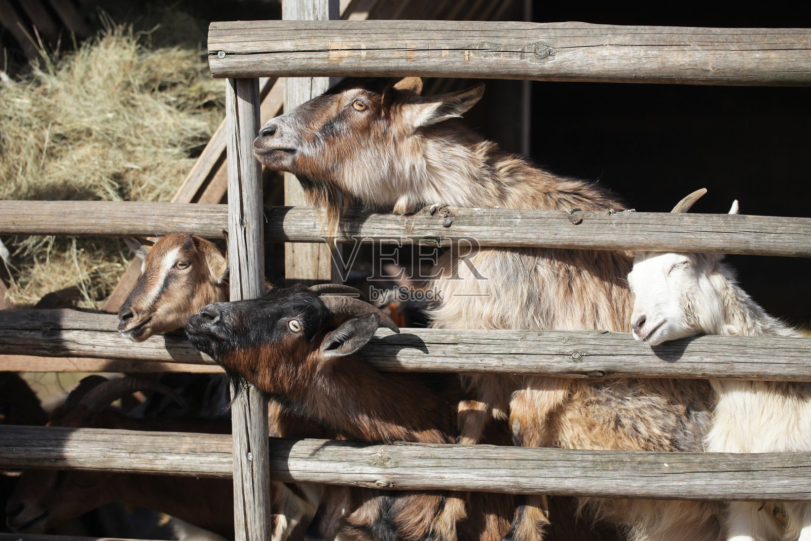 阳光明媚的日子里，几只山羊在木栅栏后面伸手去觅食。乡村农场的一群动物，特写有趣而好奇的山羊面孔。迷人的乡村野生动物场景。喂养山羊的背景。照片摄影图片