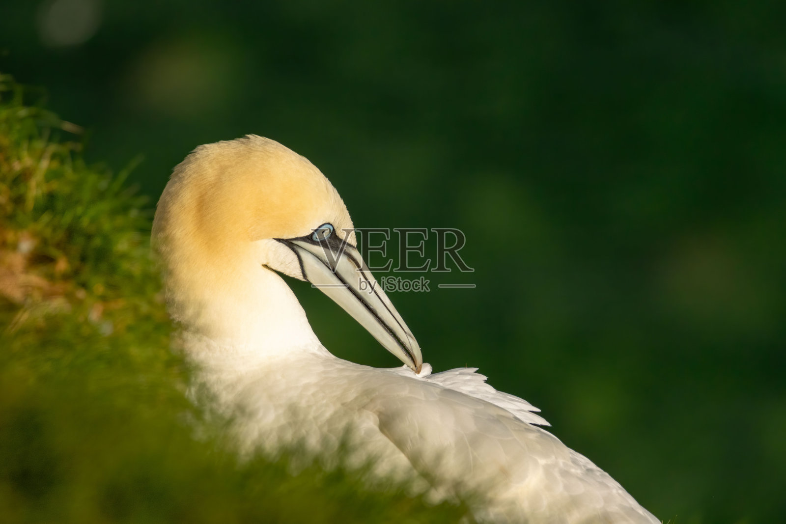 英国贝姆普顿悬崖的北方鸬鹚在繁殖岩石上。照片摄影图片