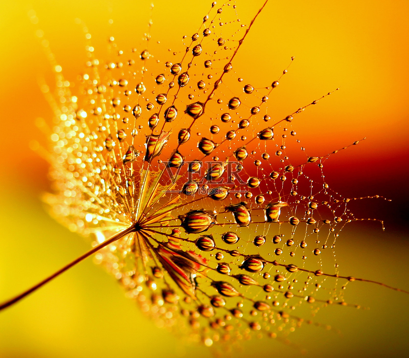 黄色花朵上的水滴特写照片摄影图片
