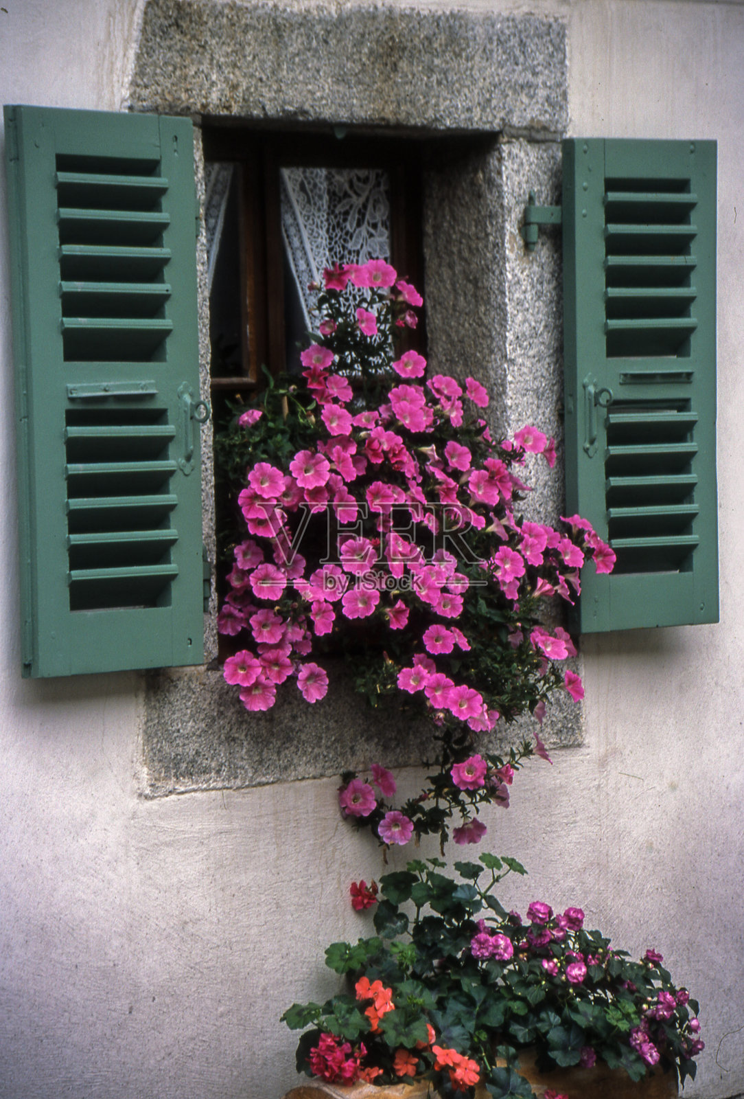 窗台上的紫色开花植物盛开照片摄影图片
