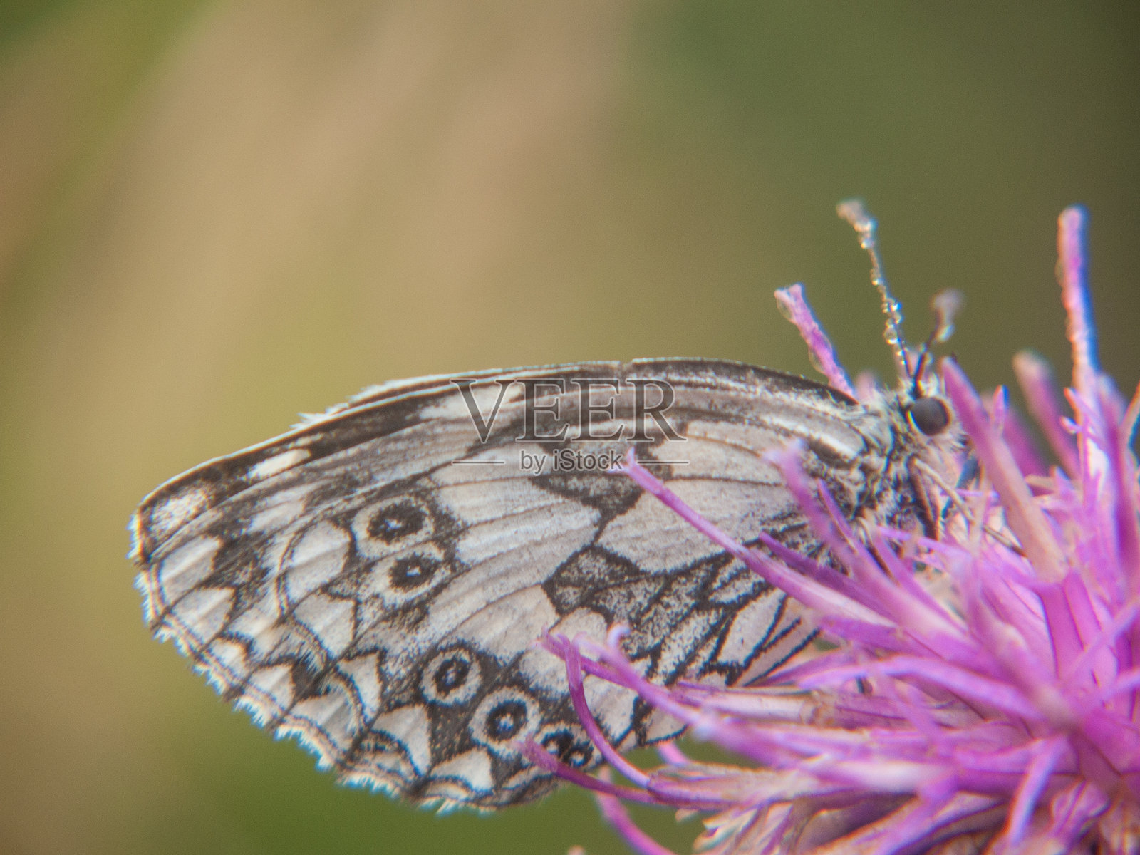 蝴蝶在花朵上授粉的特写镜头照片摄影图片