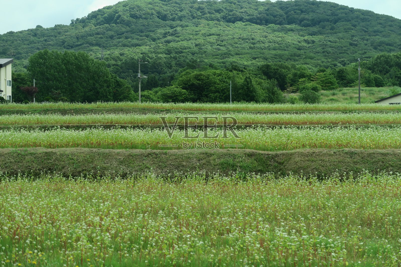 农业田野的美丽景色照片摄影图片