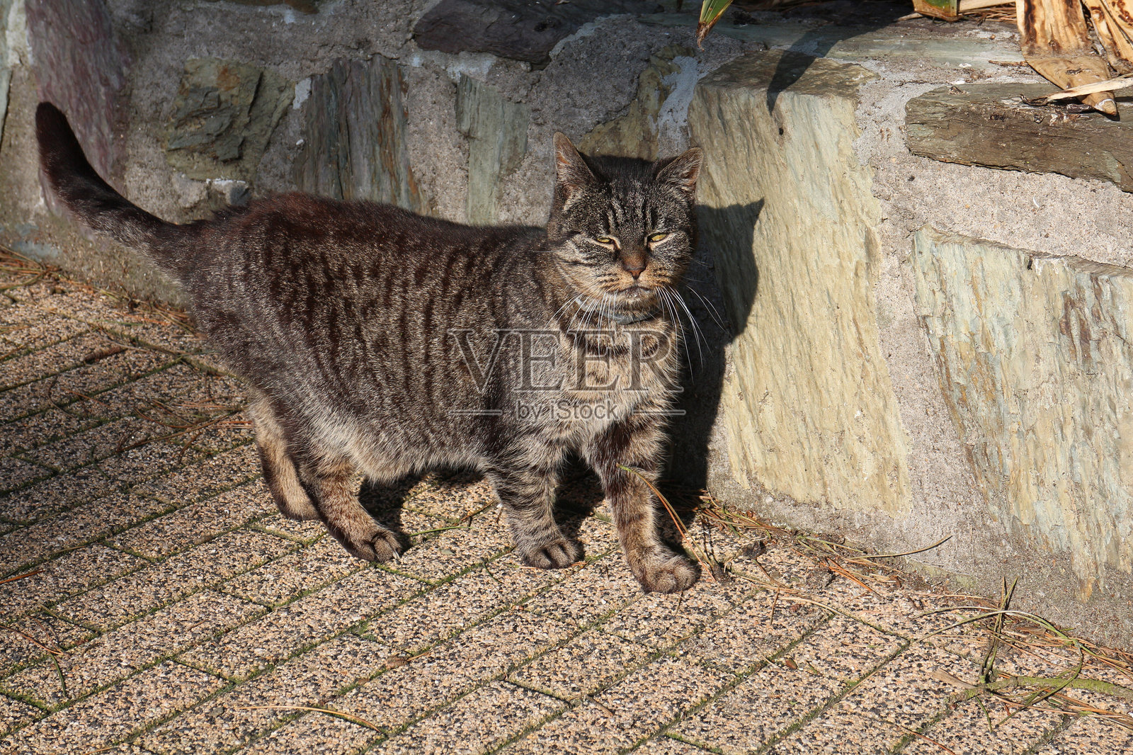 站在人行道上的流浪猫照片摄影图片