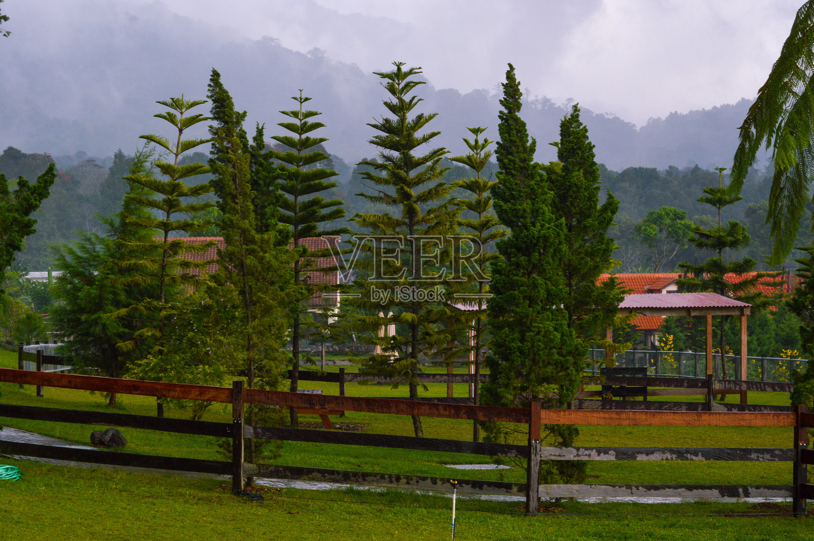 雨后山区花园公园的树木照片摄影图片