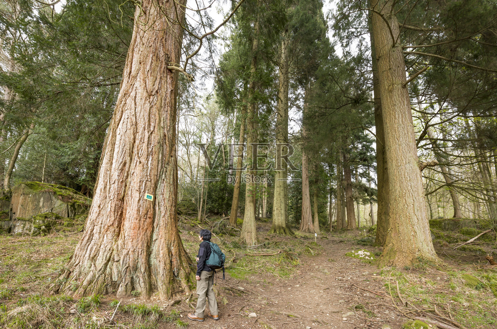 冠军树径，斯凯尔吉尔森林，安布尔赛德，湖区，英国照片摄影图片