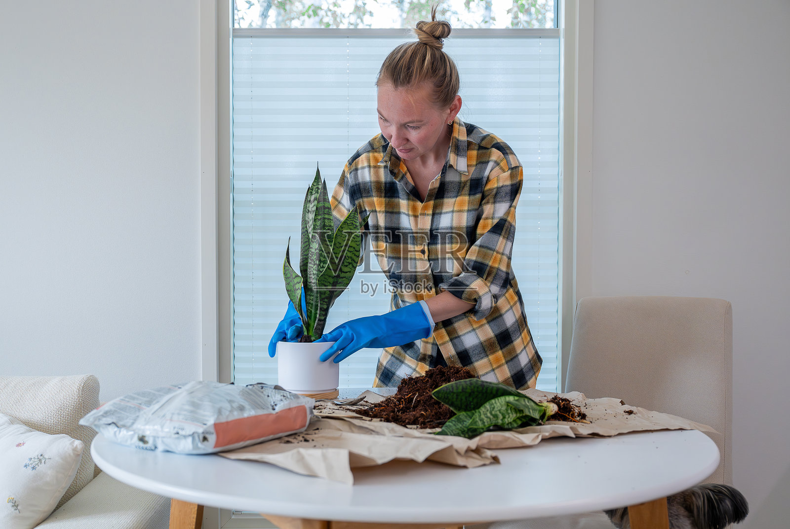 年轻女性戴着蓝色手套在家中将室内植物移植到新的花盆里照片摄影图片