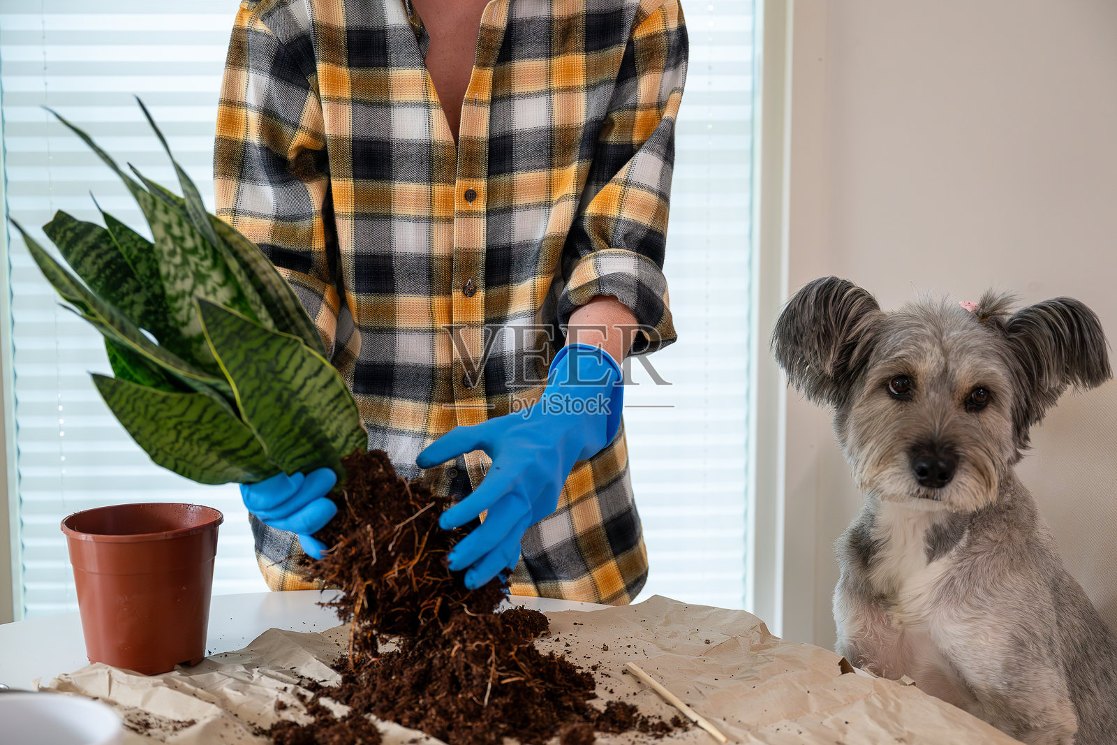 年轻女性在家中的客厅里与她的狗一起移植室内植物照片摄影图片