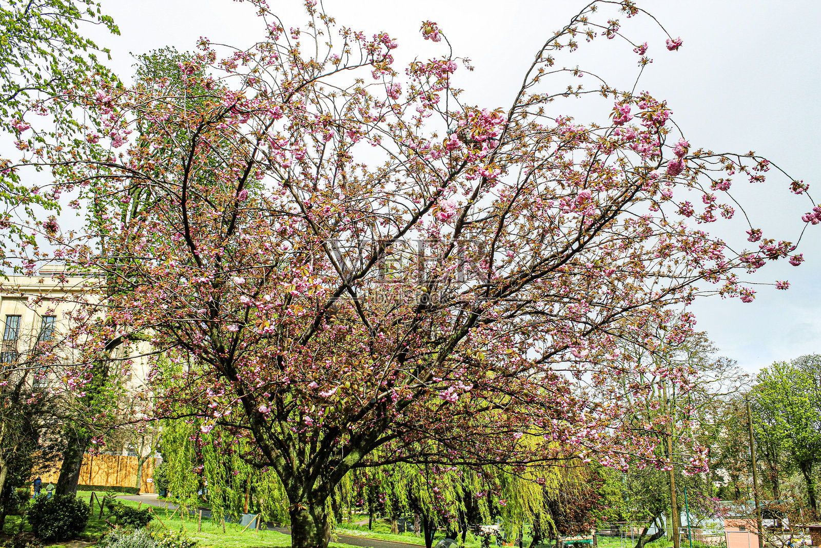 开满粉色花朵的树照片摄影图片