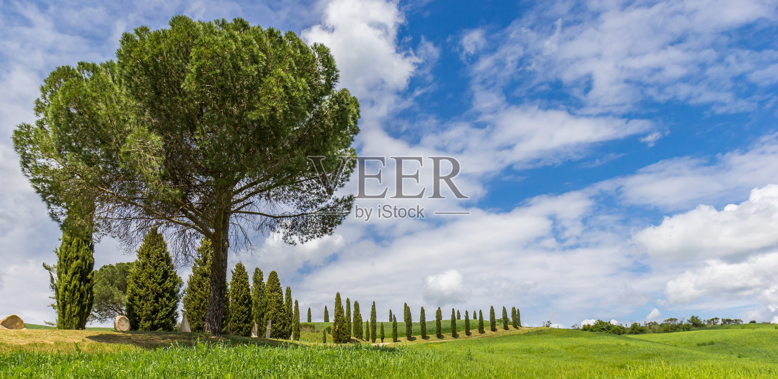 意大利石松树和柏树在皮恩扎附近的土路上的全景照片摄影图片