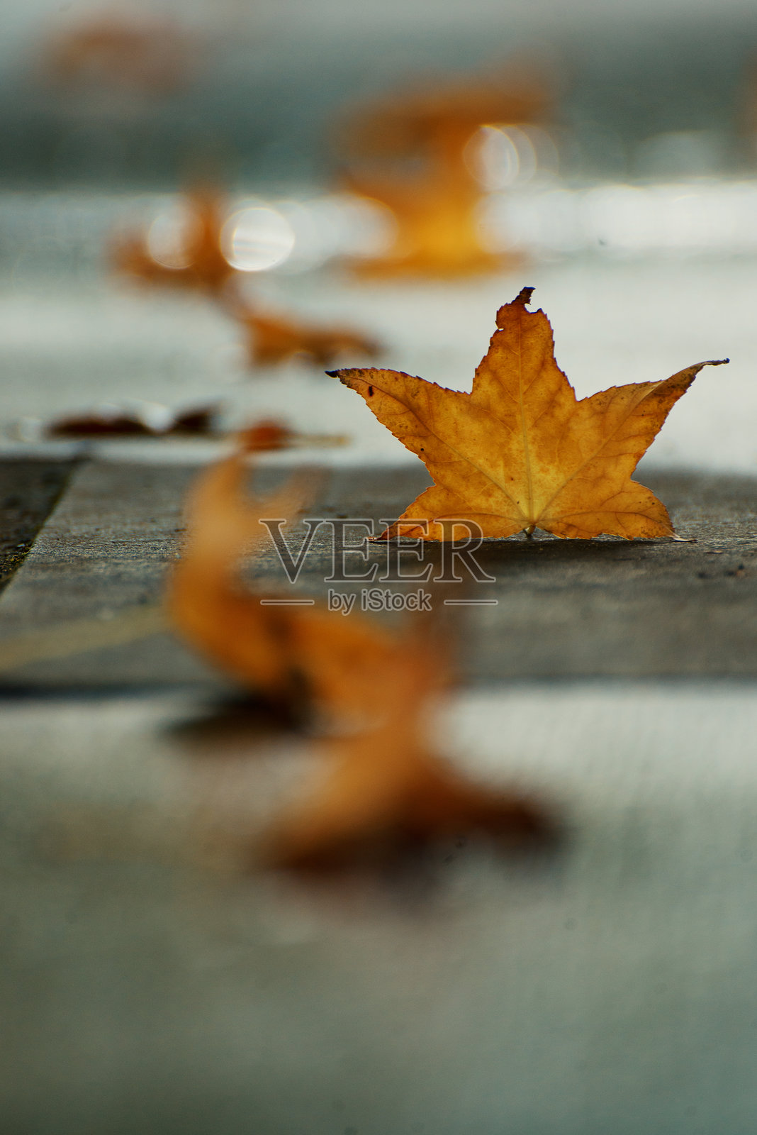 黄色的秋叶在步道上呈透视效果铺展。照片摄影图片