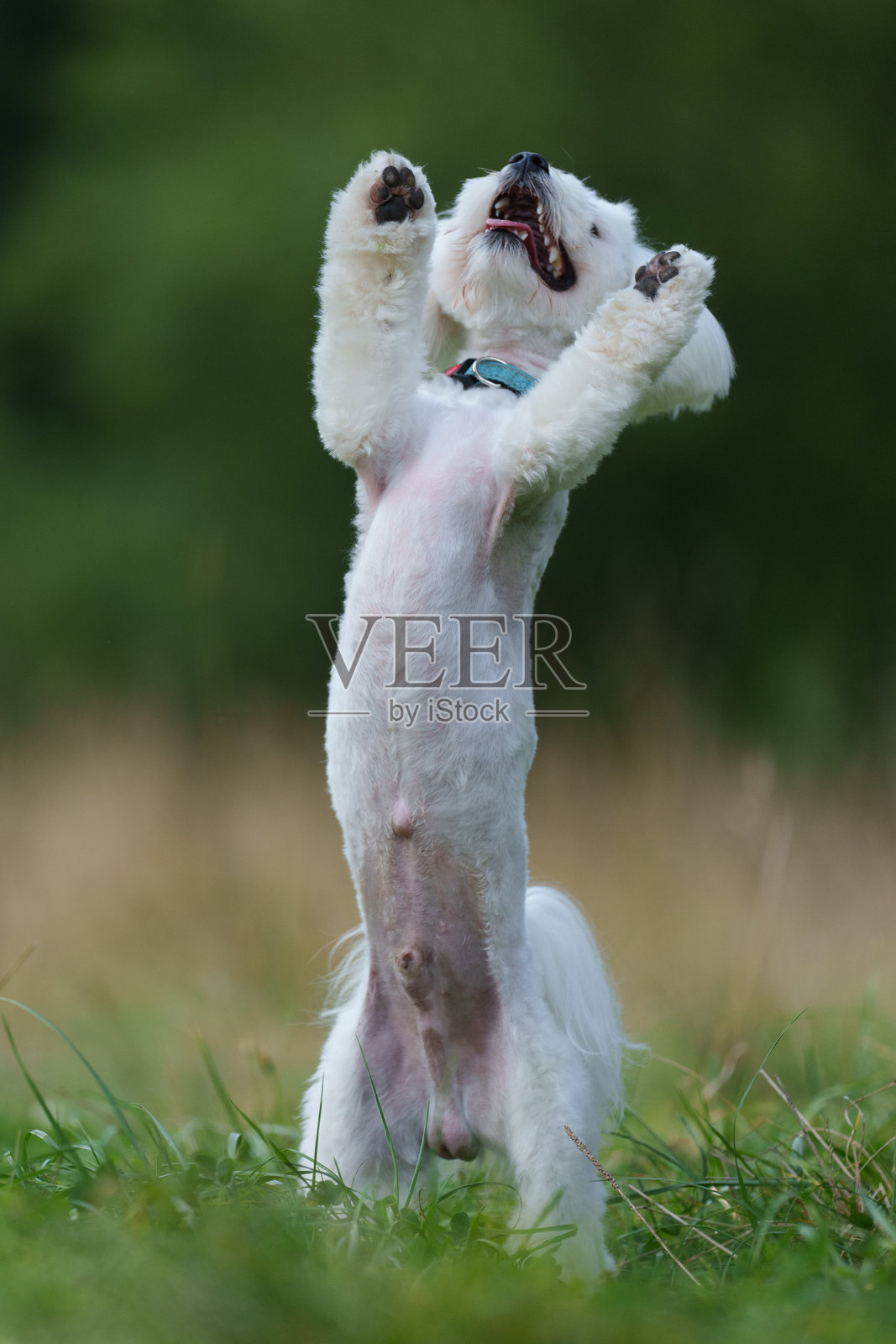 白色马尔济斯犬在阳光明媚的森林中摆姿势。狗狗们在草地上互相玩耍。照片摄影图片