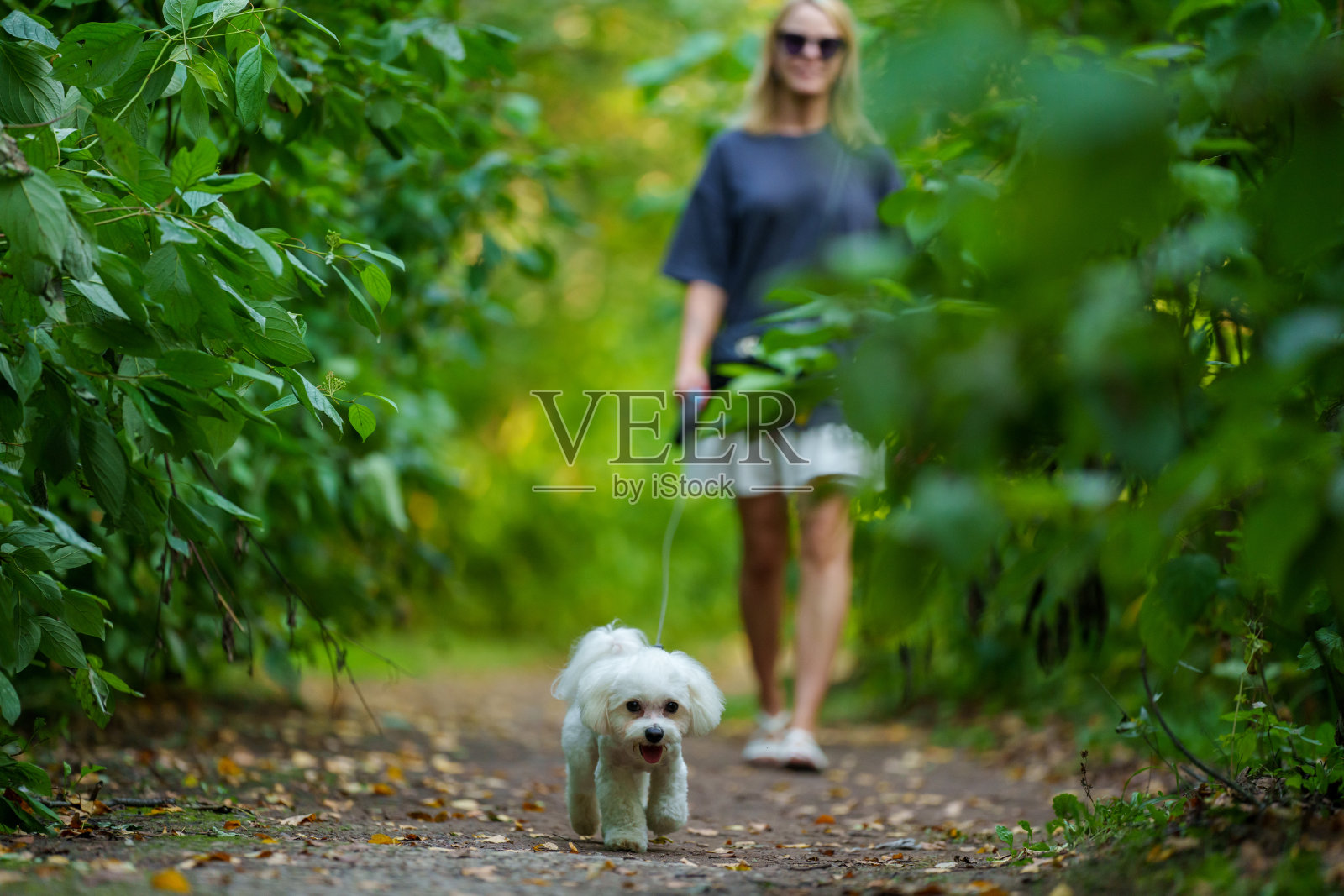 女孩在公园森林里遛狗。休闲概念。穿着蓝色连衣裙和鞋子的女人牵着狗。照片摄影图片