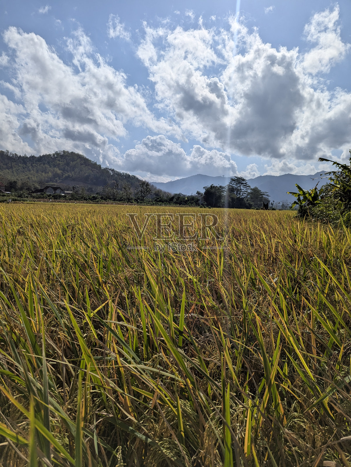 稻田风景照片摄影图片
