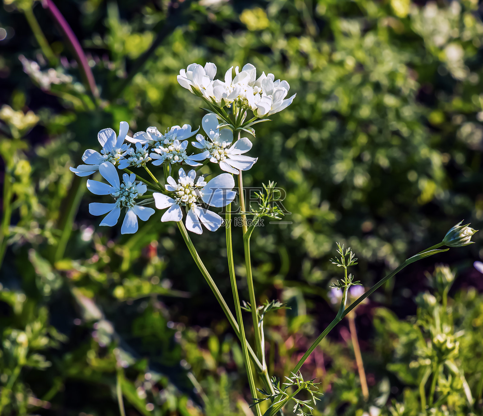 白色蕾丝花（Orlaya grandiflora）花朵。伞形科常绿多年生植物。从四月到七月，伞形花序上会出现大量白色花朵。照片摄影图片