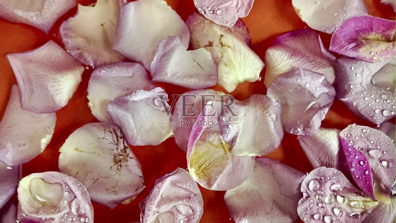 水中漂浮的玫瑰花瓣与落下的雨滴。紫色背景下自然的玫瑰花瓣在水中漂动。浪漫、婚礼日、情人节的概念。照片摄影图片