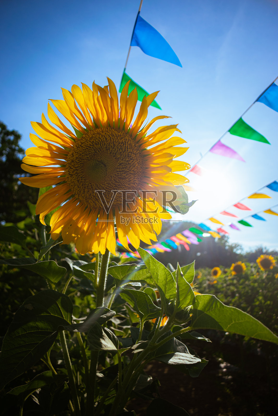 阳光明媚的日子里，节日田野中的向日葵。肖像。照片摄影图片