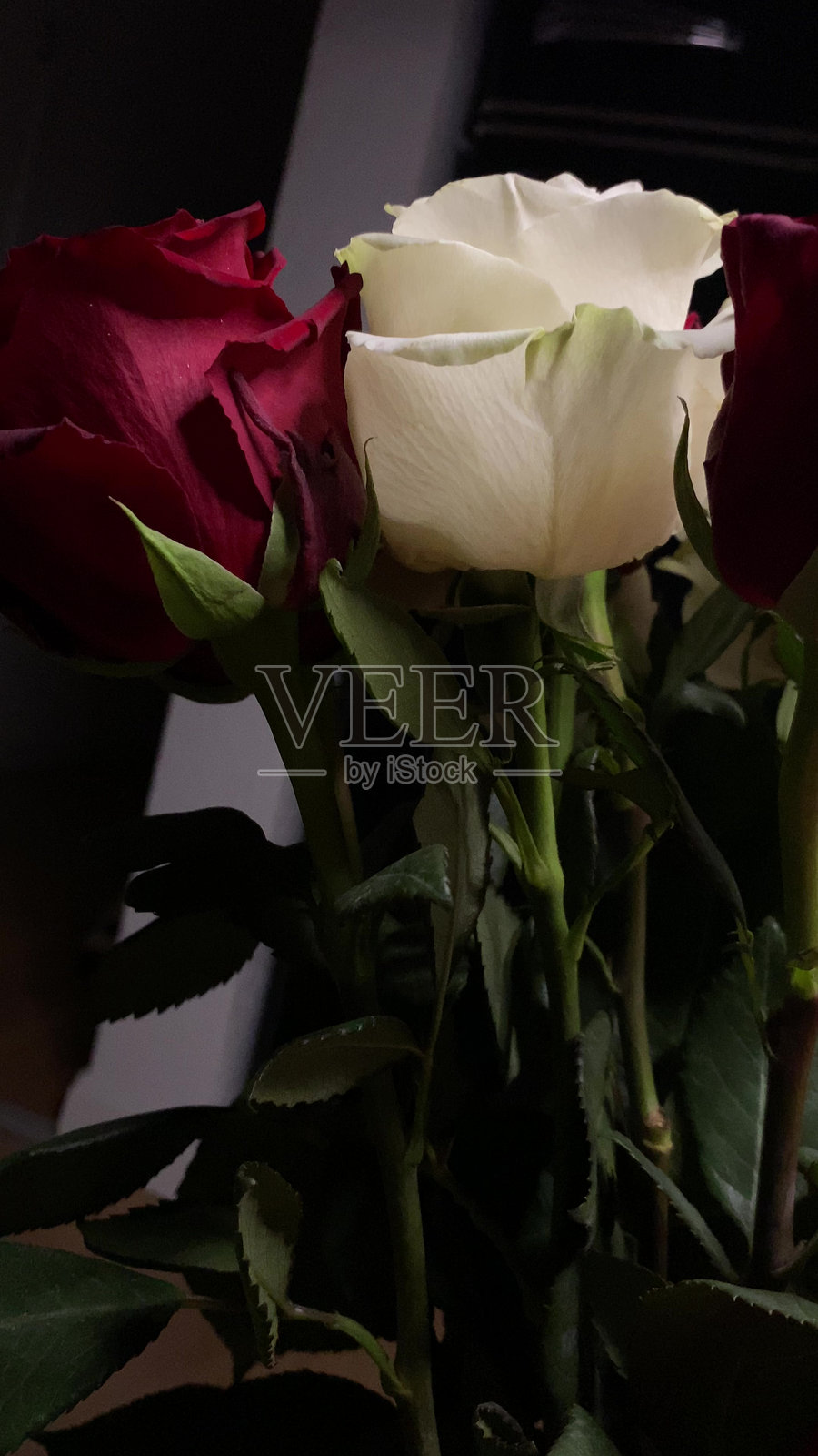 红色、白色和粉色玫瑰在绿叶间的特写镜头照片摄影图片