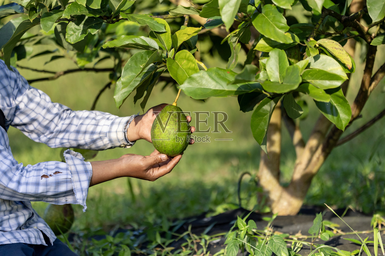 农民的手在热带水果农场和种植园的收获季节检查鳄梨果实的成熟度和病斑。照片摄影图片