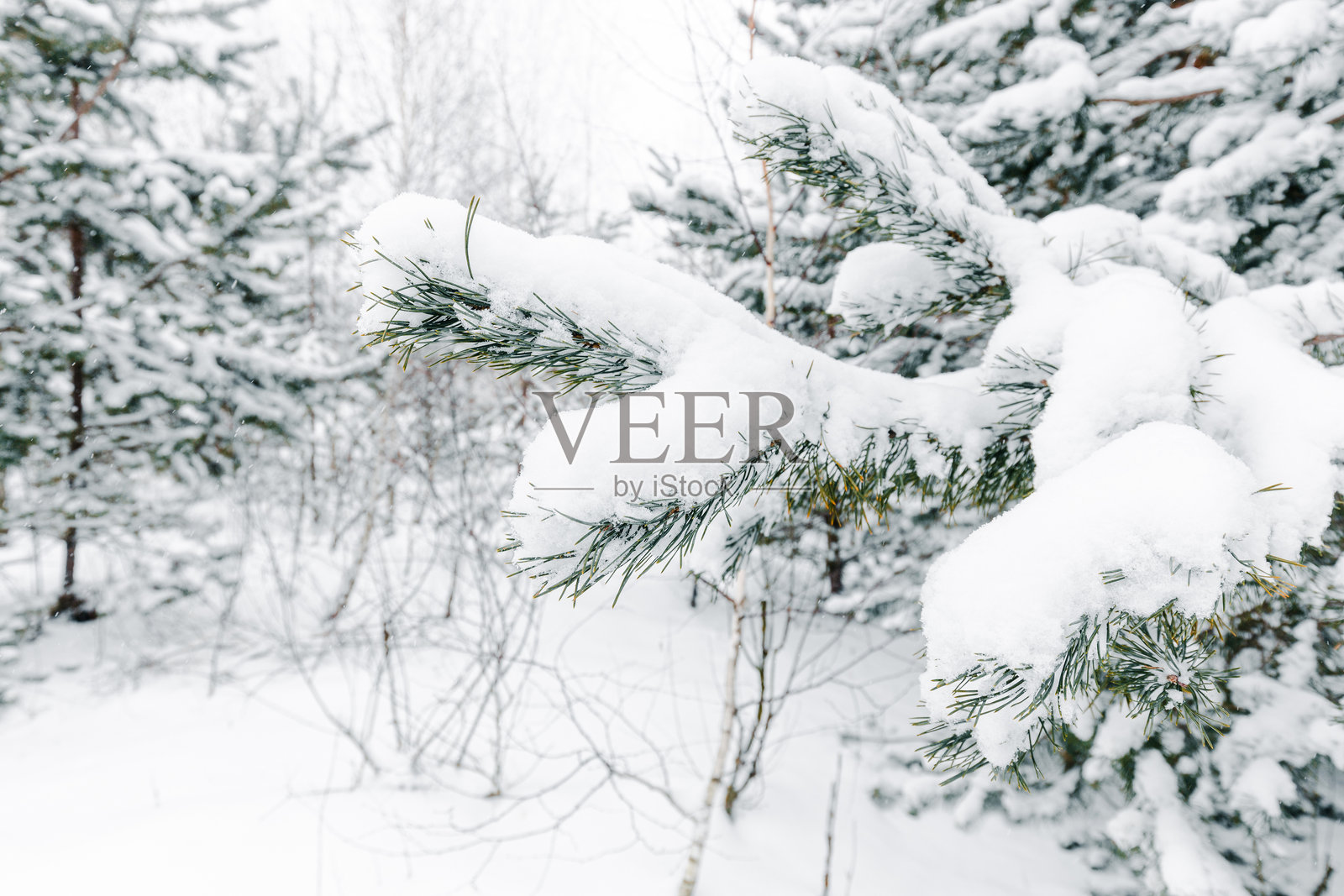 冬季松林背景。雪覆盖了松树的树枝。照片摄影图片