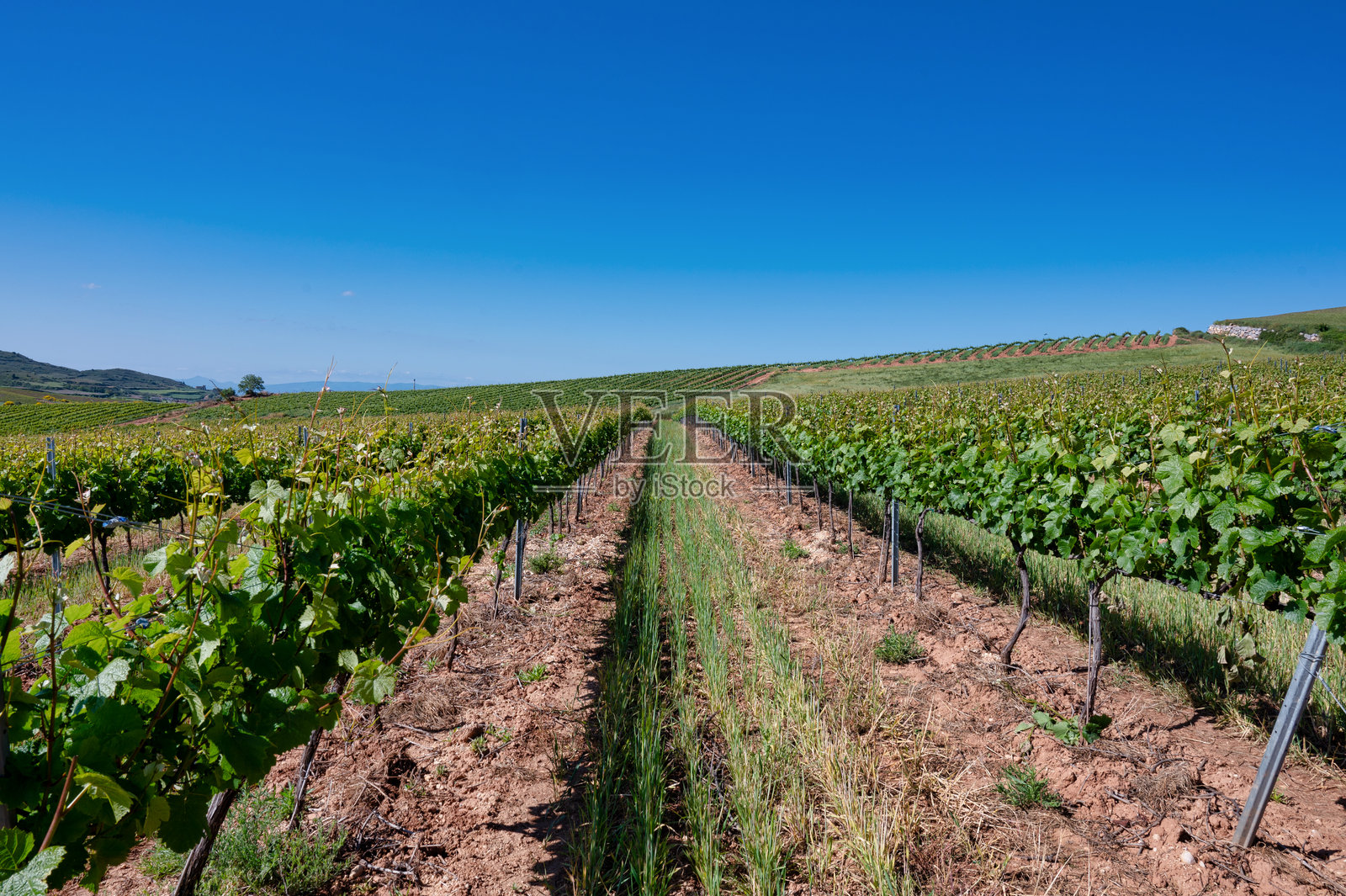 葡萄藤的行列照片摄影图片