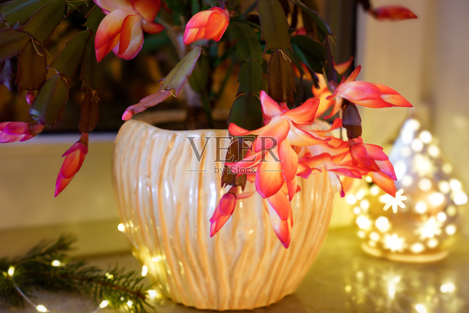 夜晚窗台上的鲜红色开花的圣诞仙人掌（感恩节仙人掌、蟹仙人掌或节日仙人掌），伴随着氛围十足的降临节灯光照片摄影图片