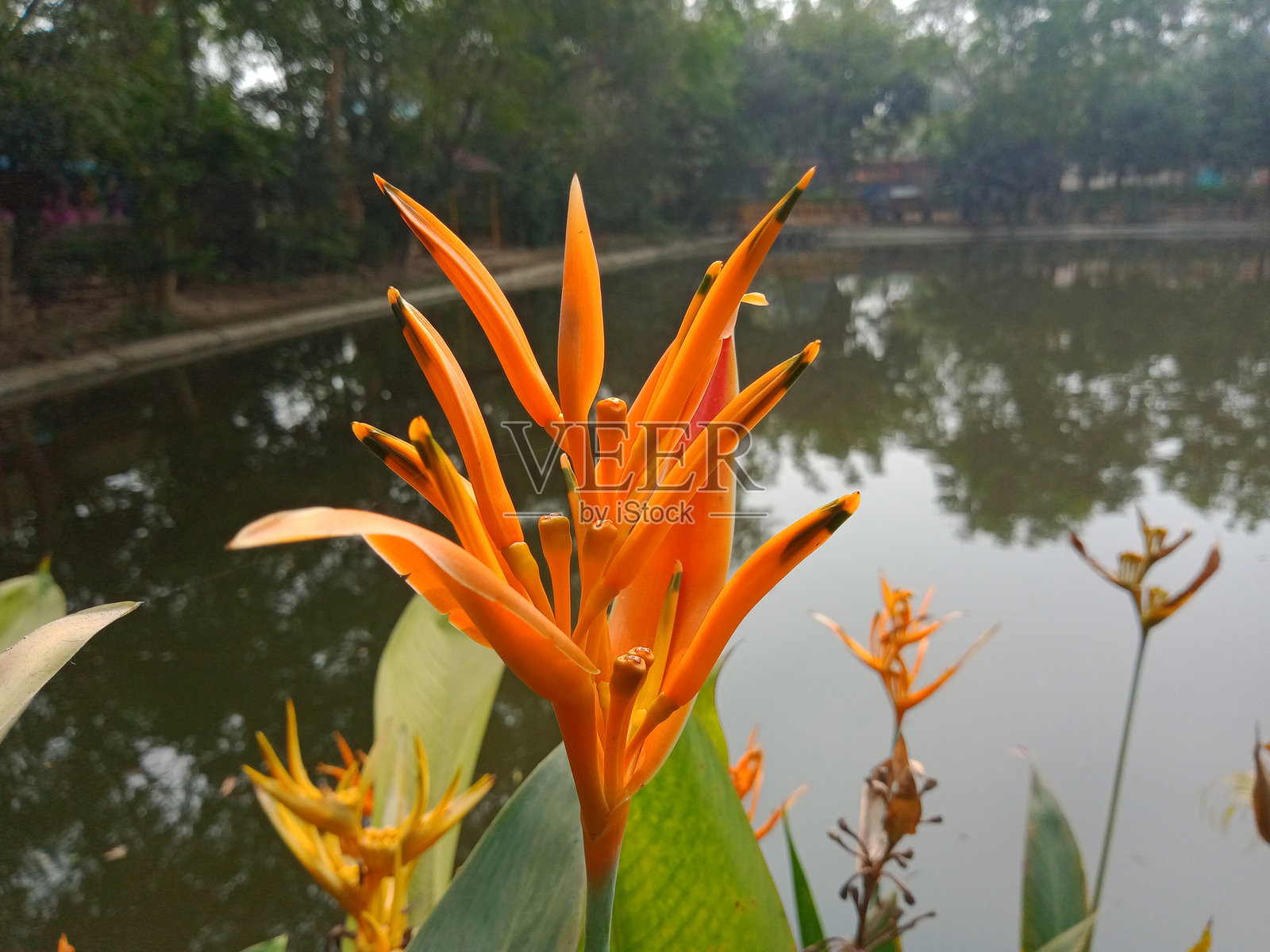 鹦鹉螺花与池塘前的叶子在自然中。照片摄影图片