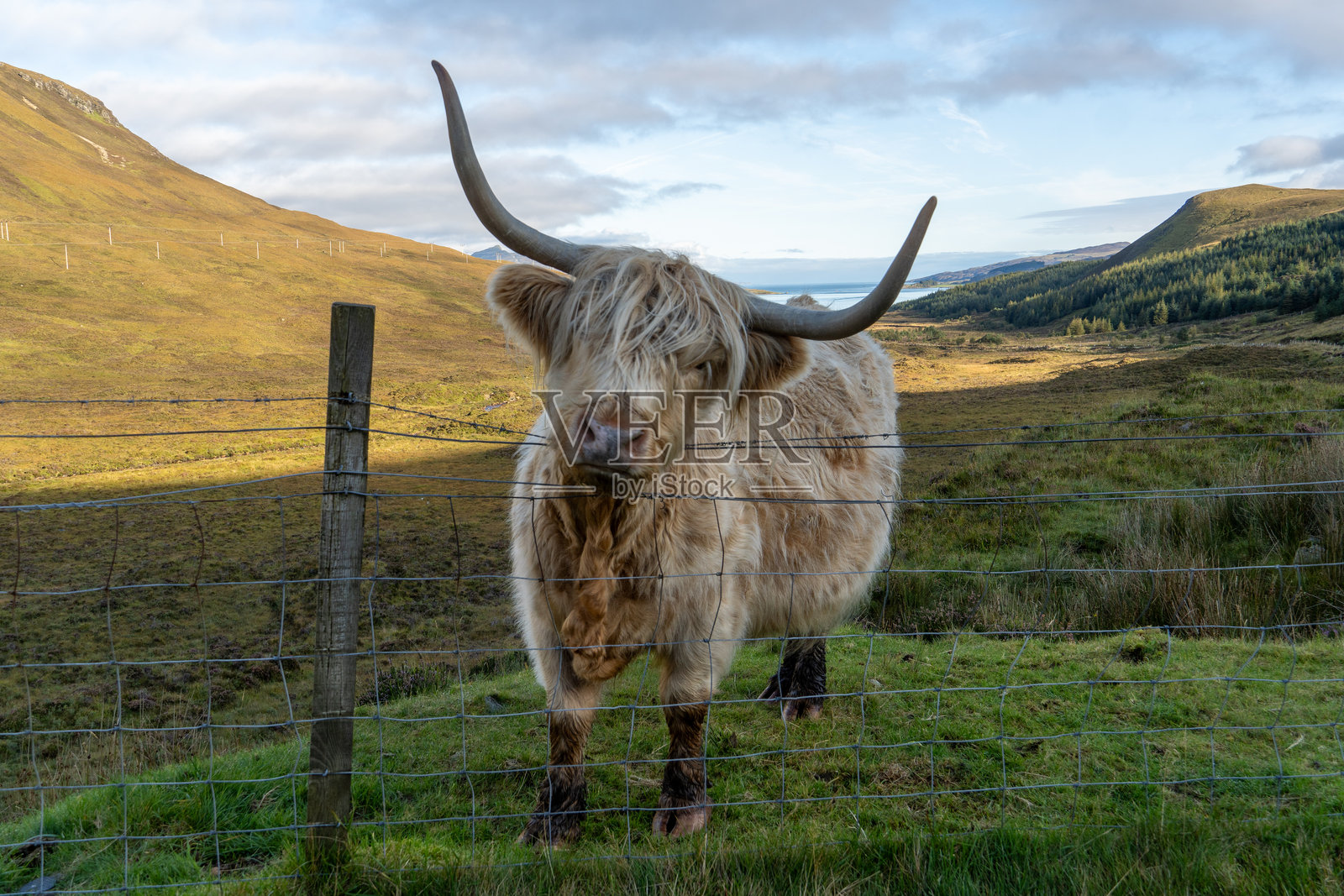 高地牛照片摄影图片