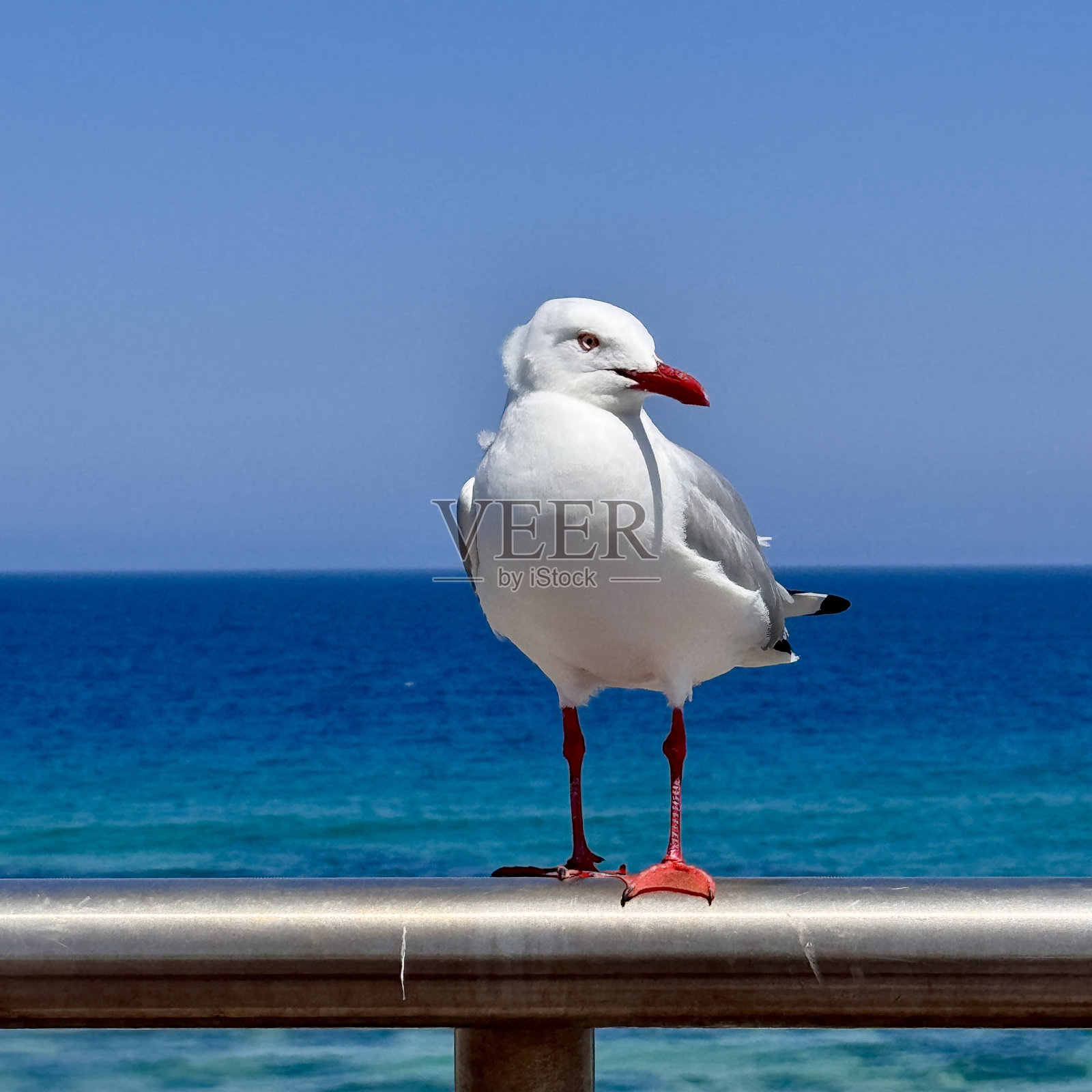 海鸥栖息在金属栏杆上，背景是水面和蓝天照片摄影图片