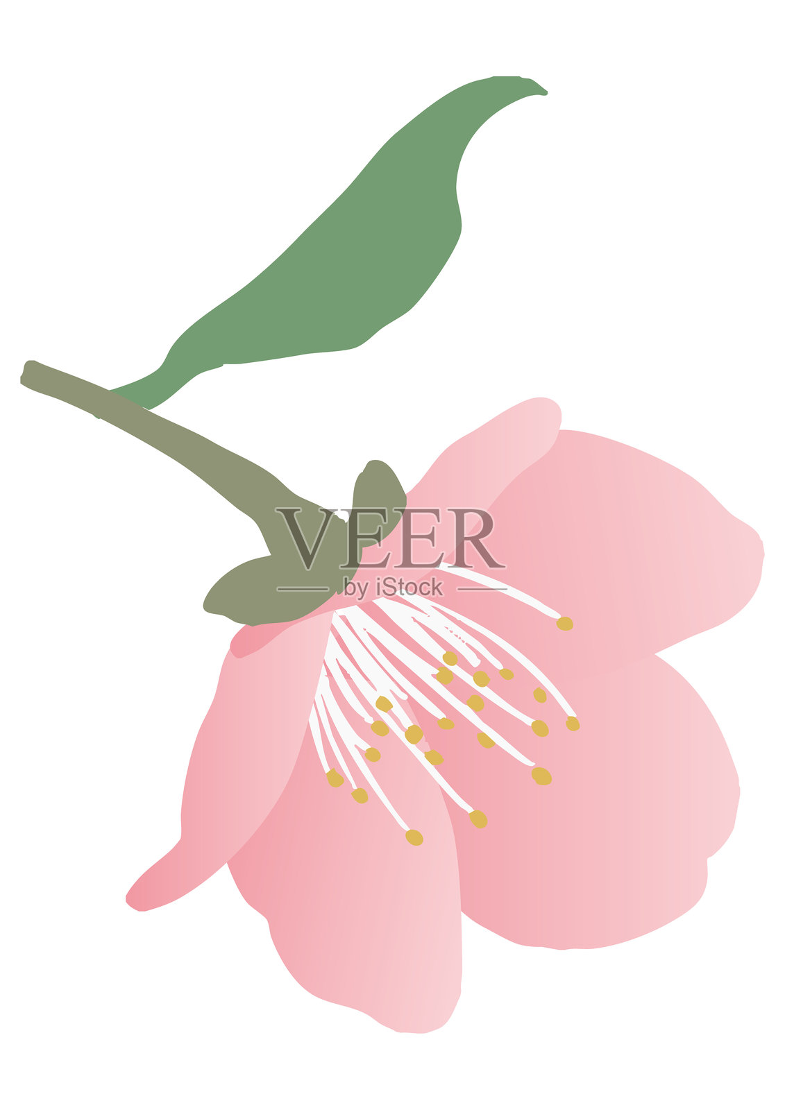 梅花的矢量插图插画图片素材