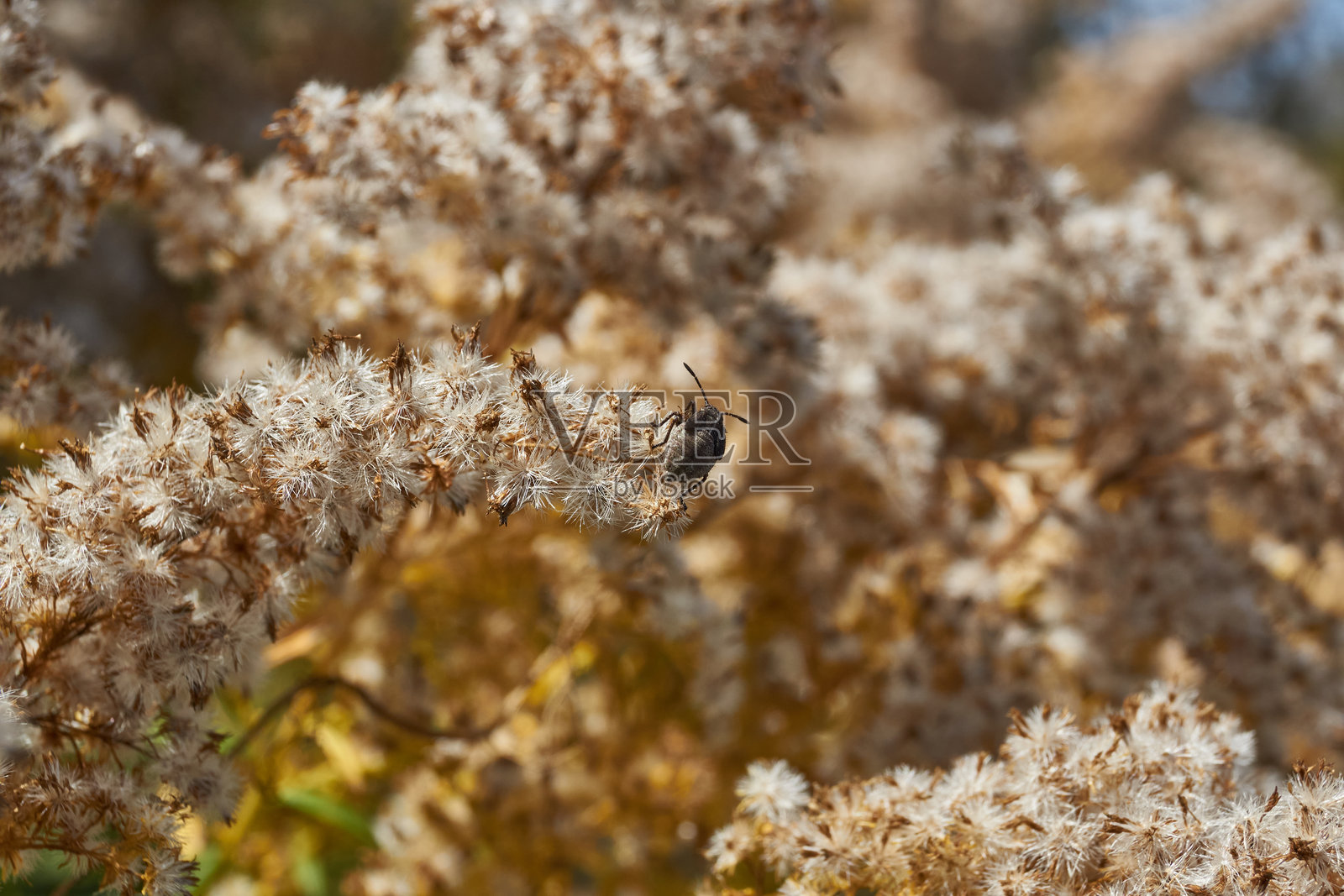 花园里的干枯植物。照片摄影图片