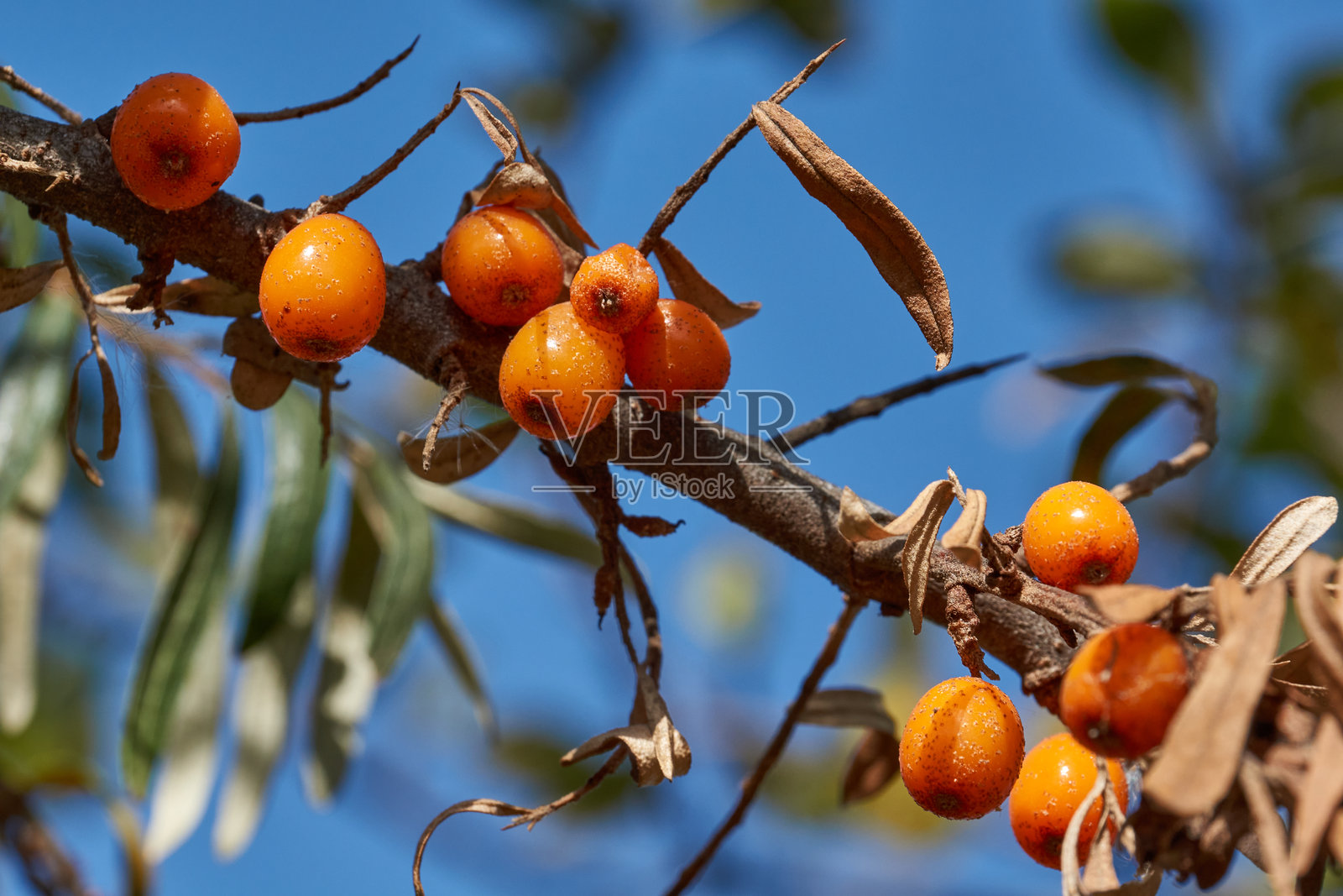 海棠果在花园地块上成熟。照片摄影图片