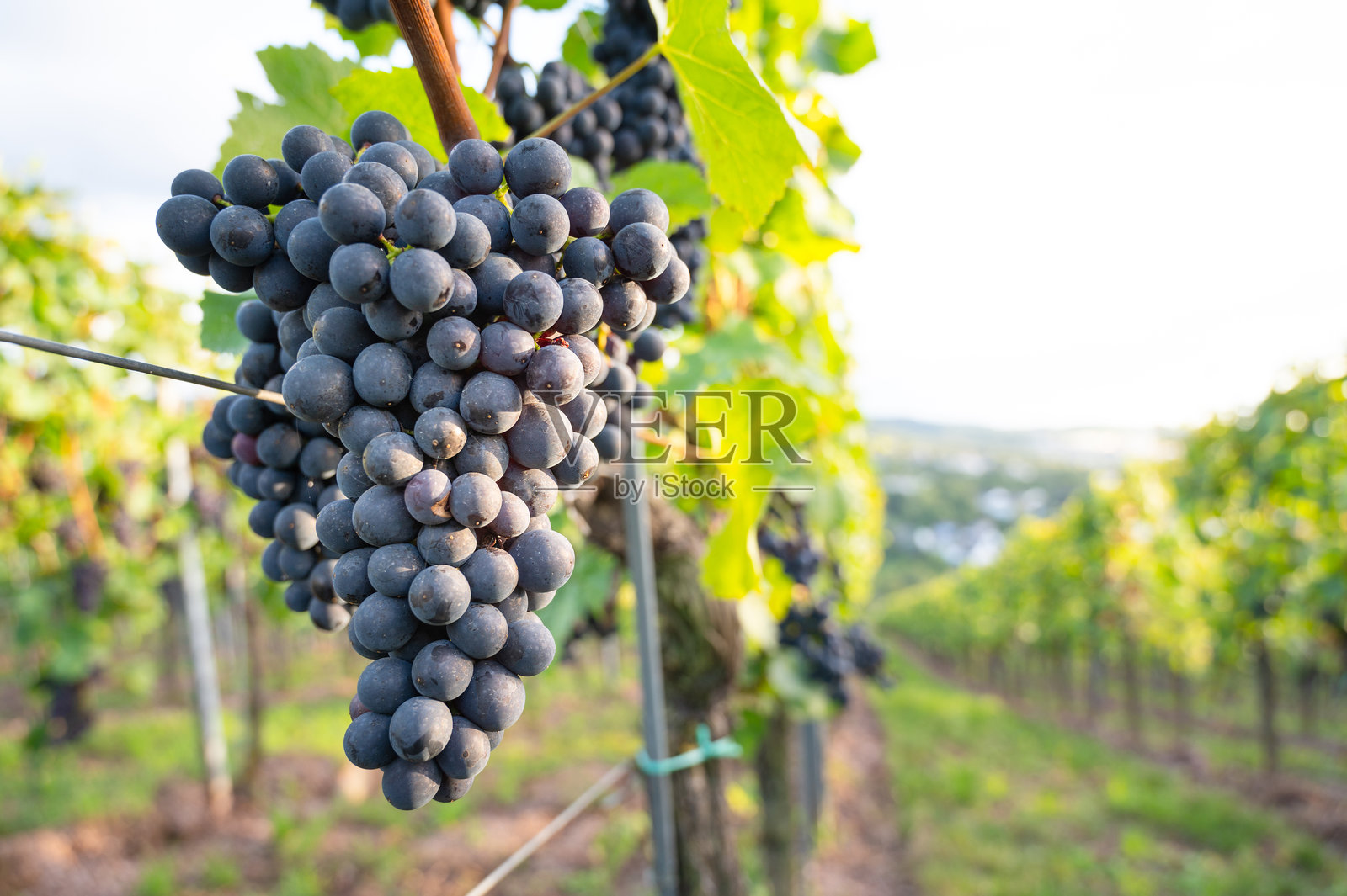 蓝色葡萄，黑比诺葡萄酒在葡萄藤上生长，德国特里尔的葡萄园，摩泽尔谷，风景与农业，莱茵兰-普法尔茨照片摄影图片