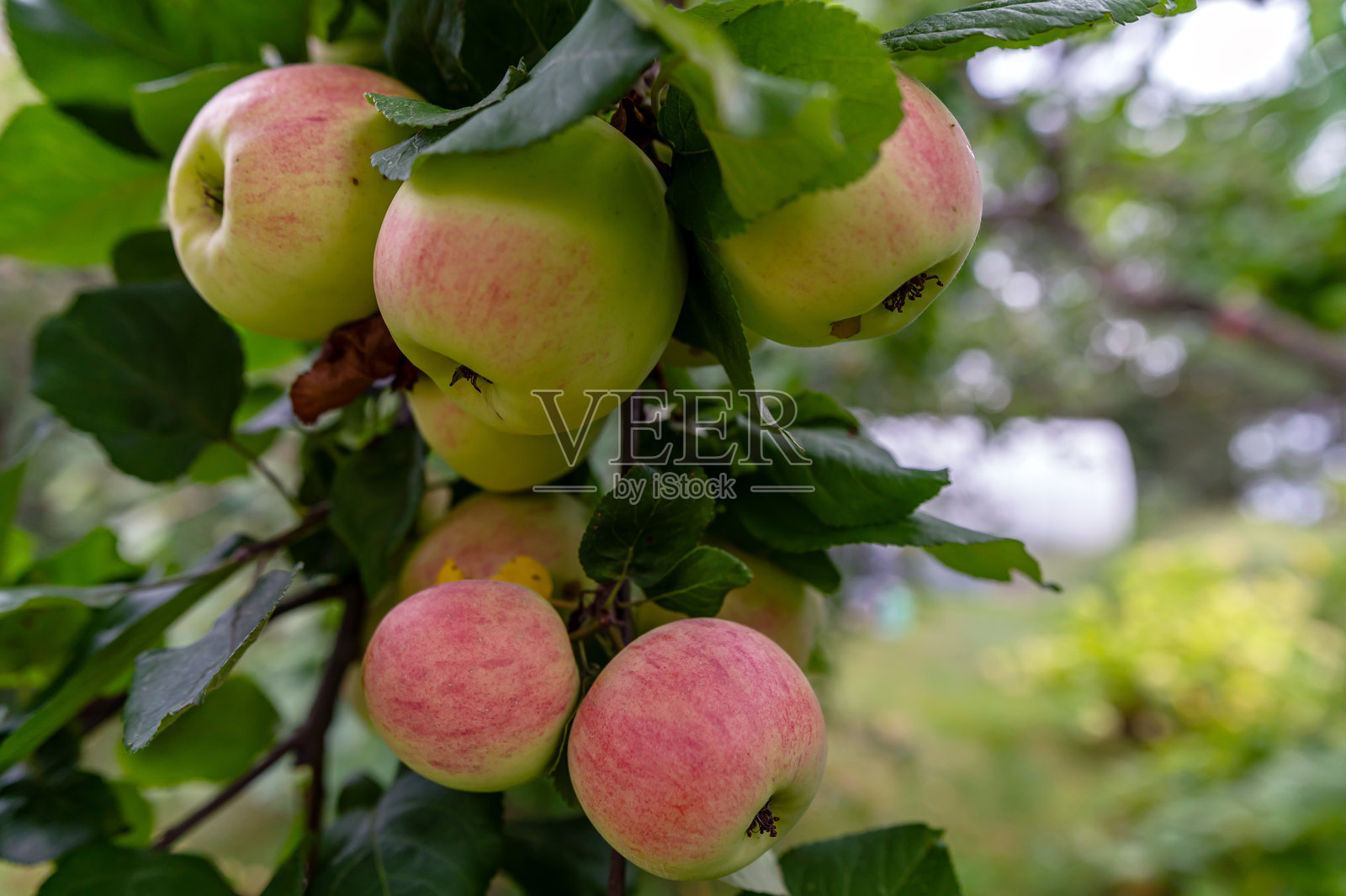 夏末果园里树枝上挂着新鲜成熟的苹果照片摄影图片