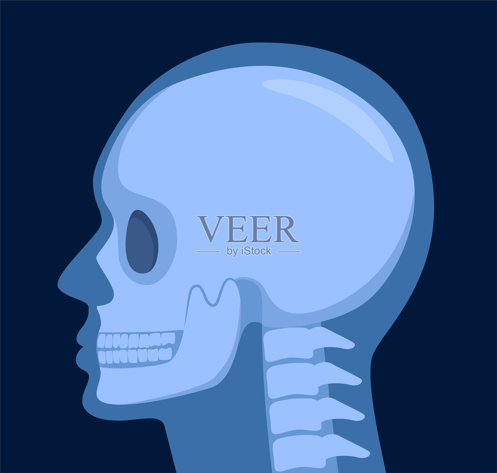 头骨的X光片，人类身体，侧面头颅和颈部骨骼，放射摄影，矢量图插画图片素材