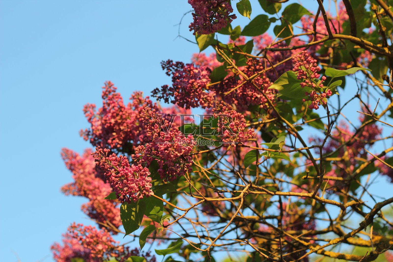 丁香照片摄影图片