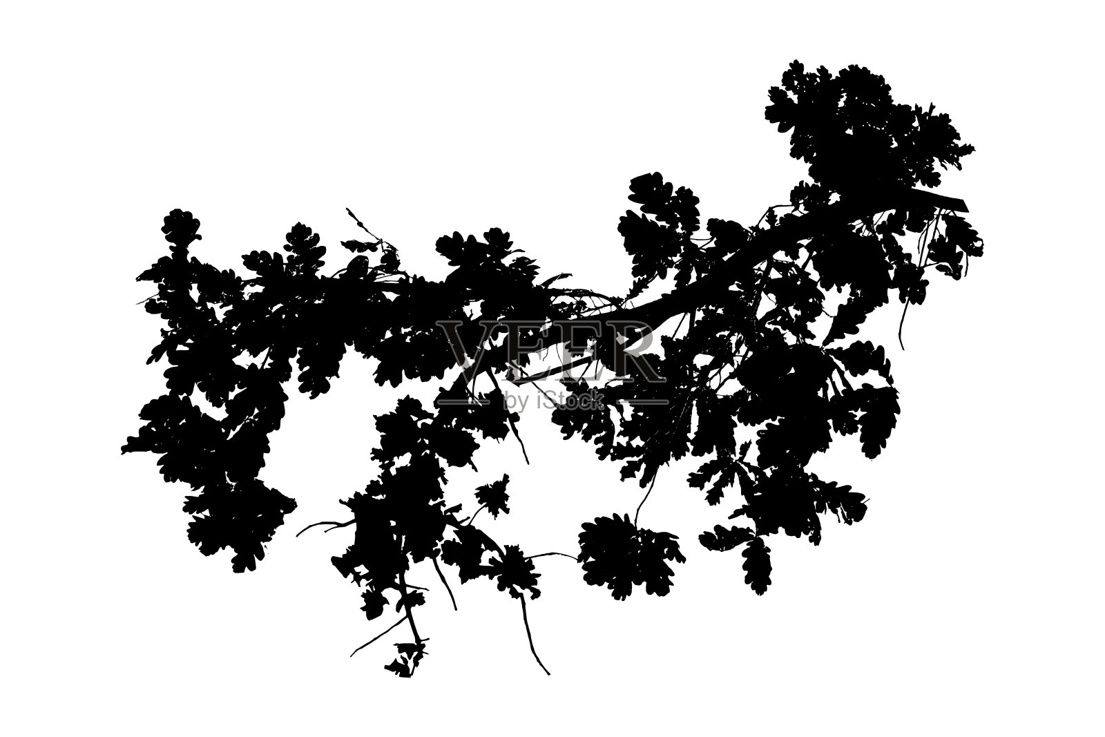 白色背景上的橡树枝轮廓插画图片素材