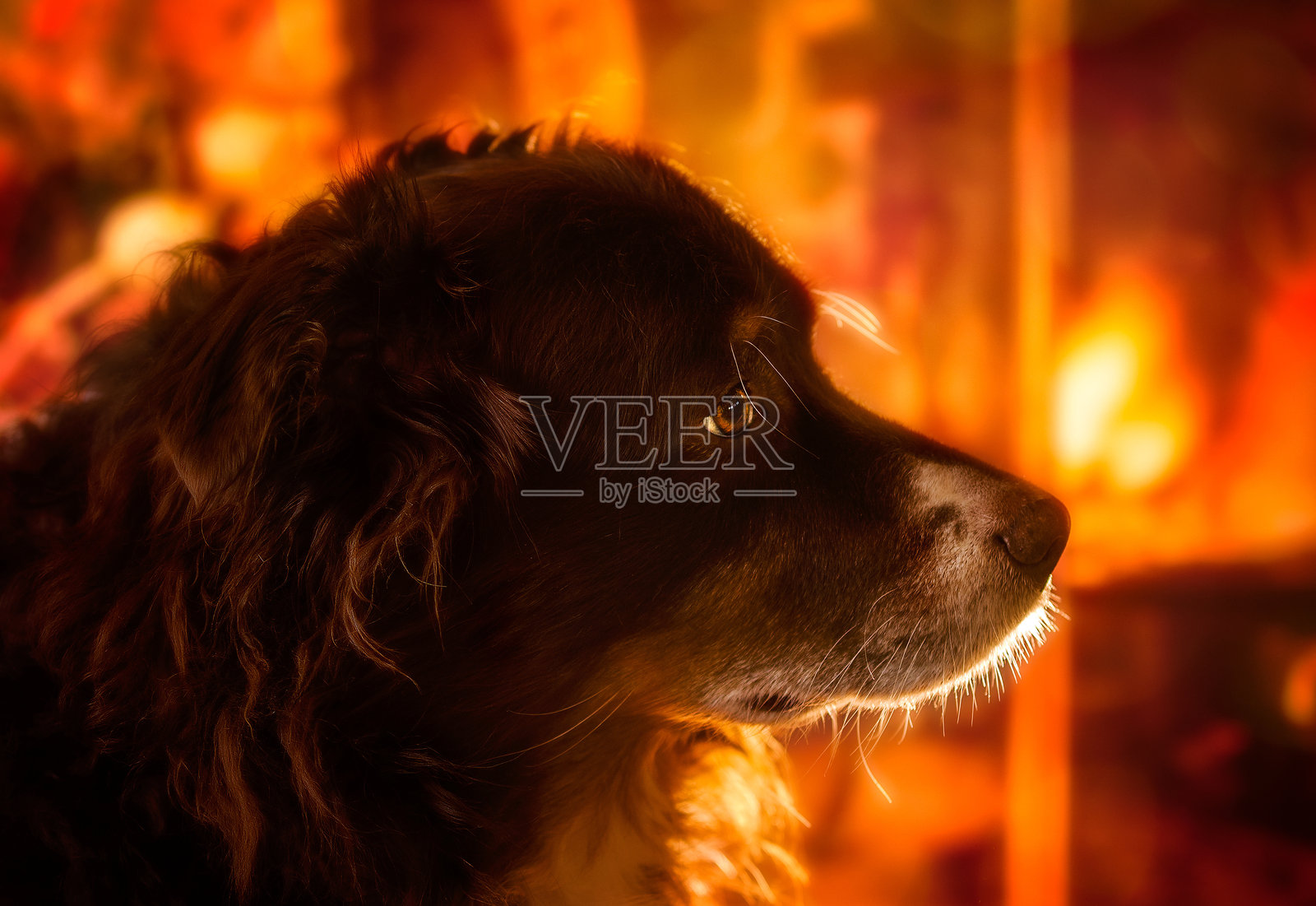 红色三色澳大利亚牧羊犬在圣诞节的壁炉前照片摄影图片