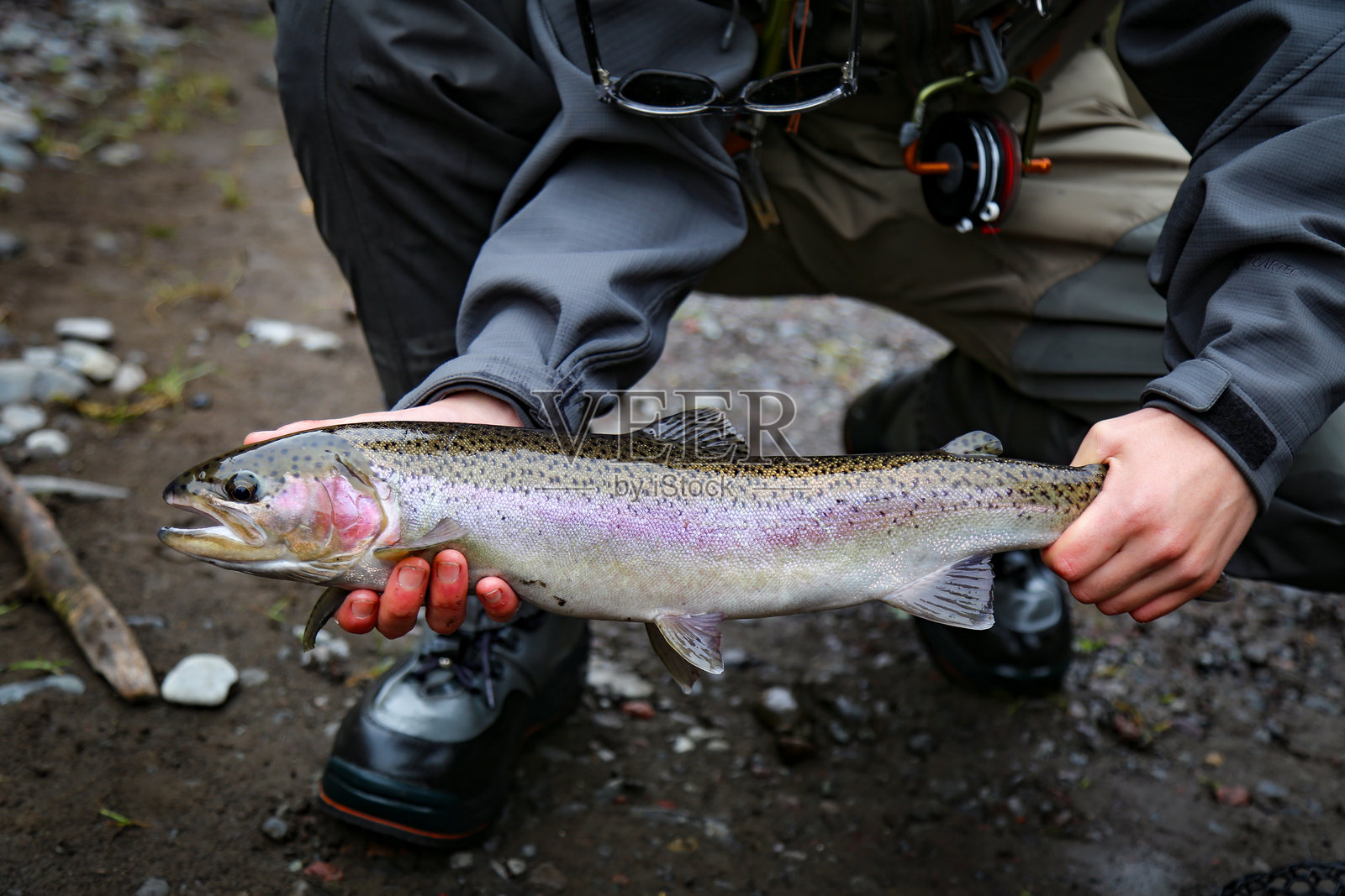 在俄勒冈州地狱峡的伊姆纳哈河捕获并释放的野生钢头鲑鱼照片摄影图片