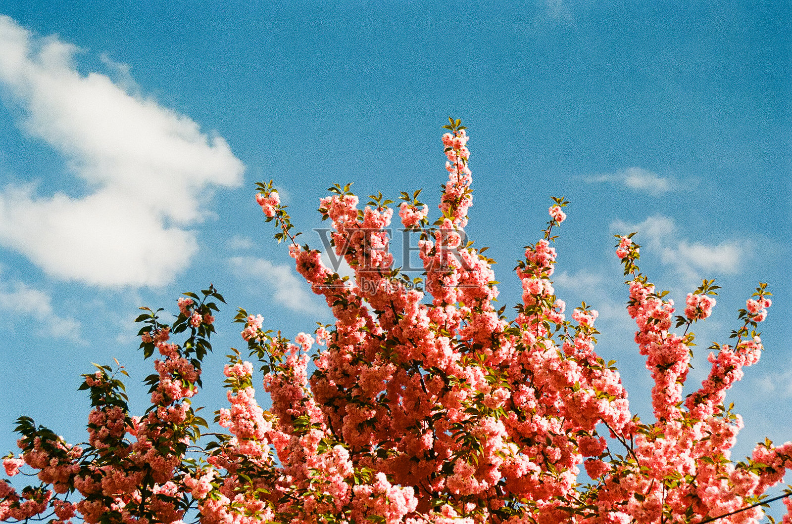 樱花照片摄影图片