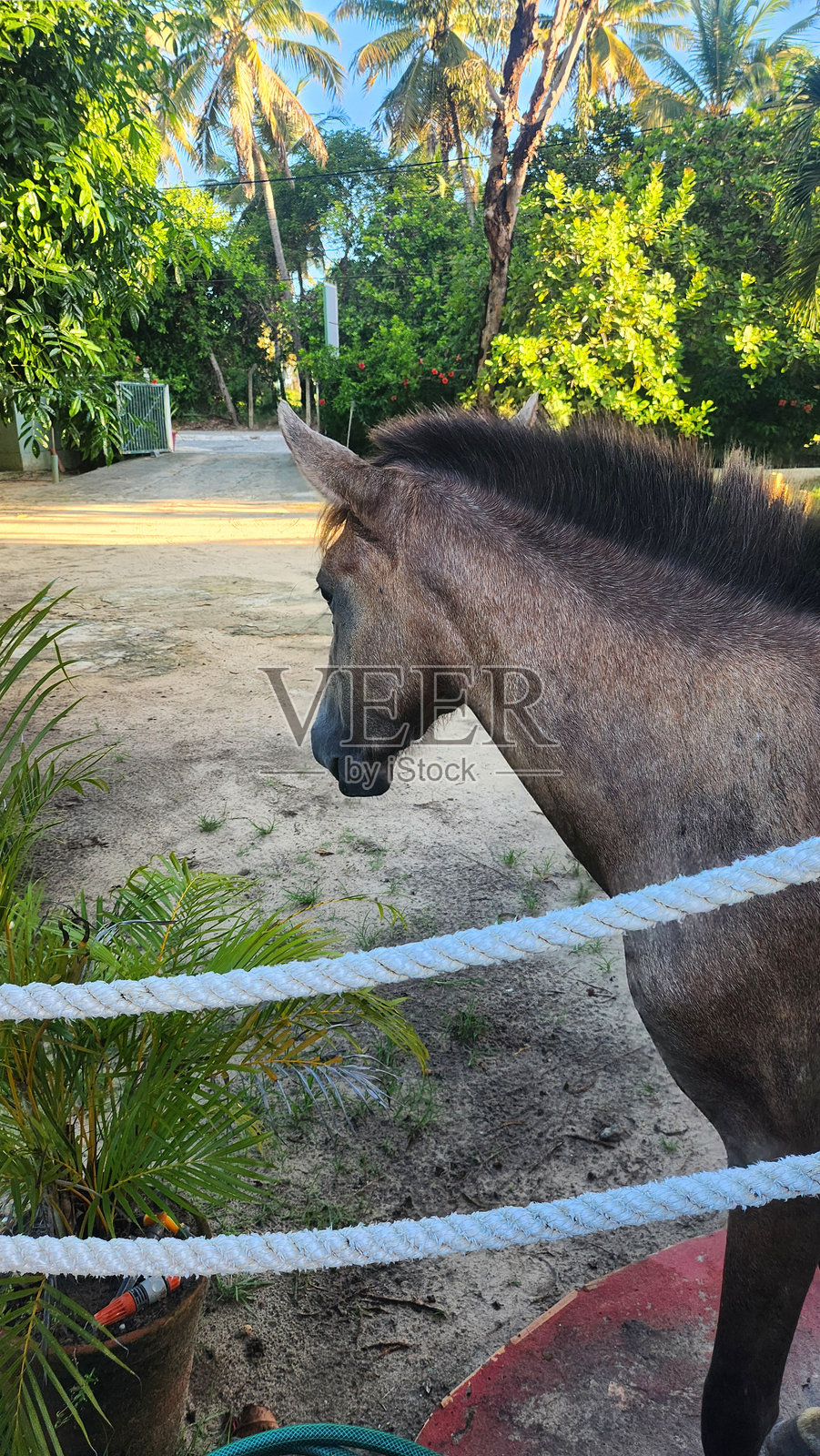 外部露台的通道，前景是街上的马，背景是树木和植被，巴西加利亚斯港。照片摄影图片
