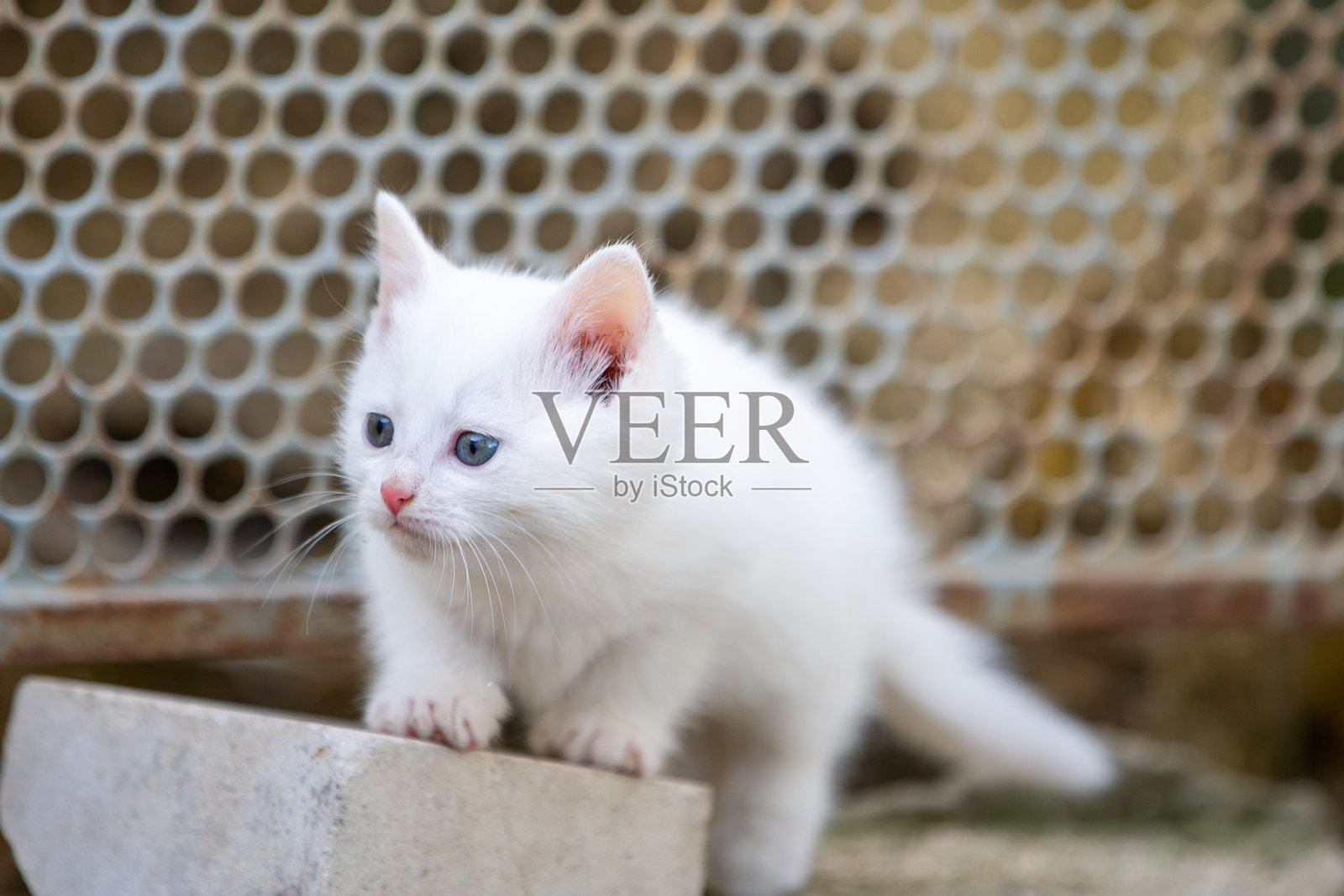 可爱的毛茸茸白色小猫在户外探险照片摄影图片