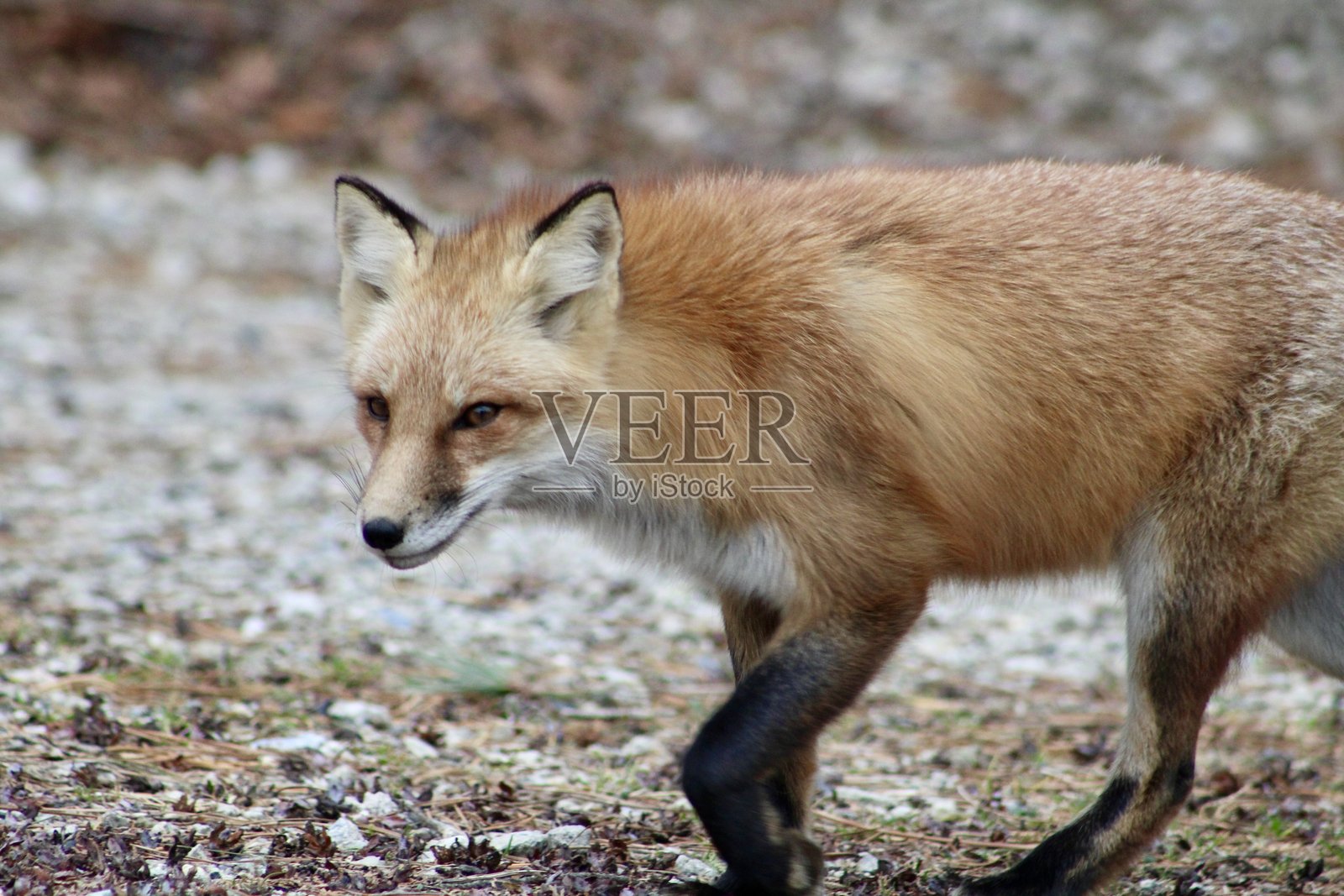 红狐照片摄影图片