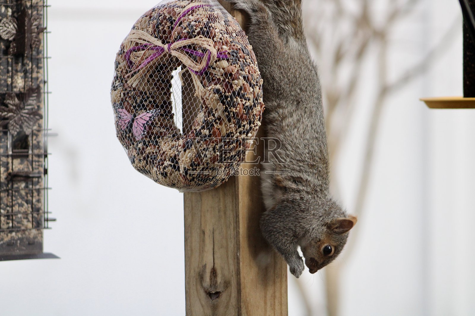 东部灰松鼠照片摄影图片
