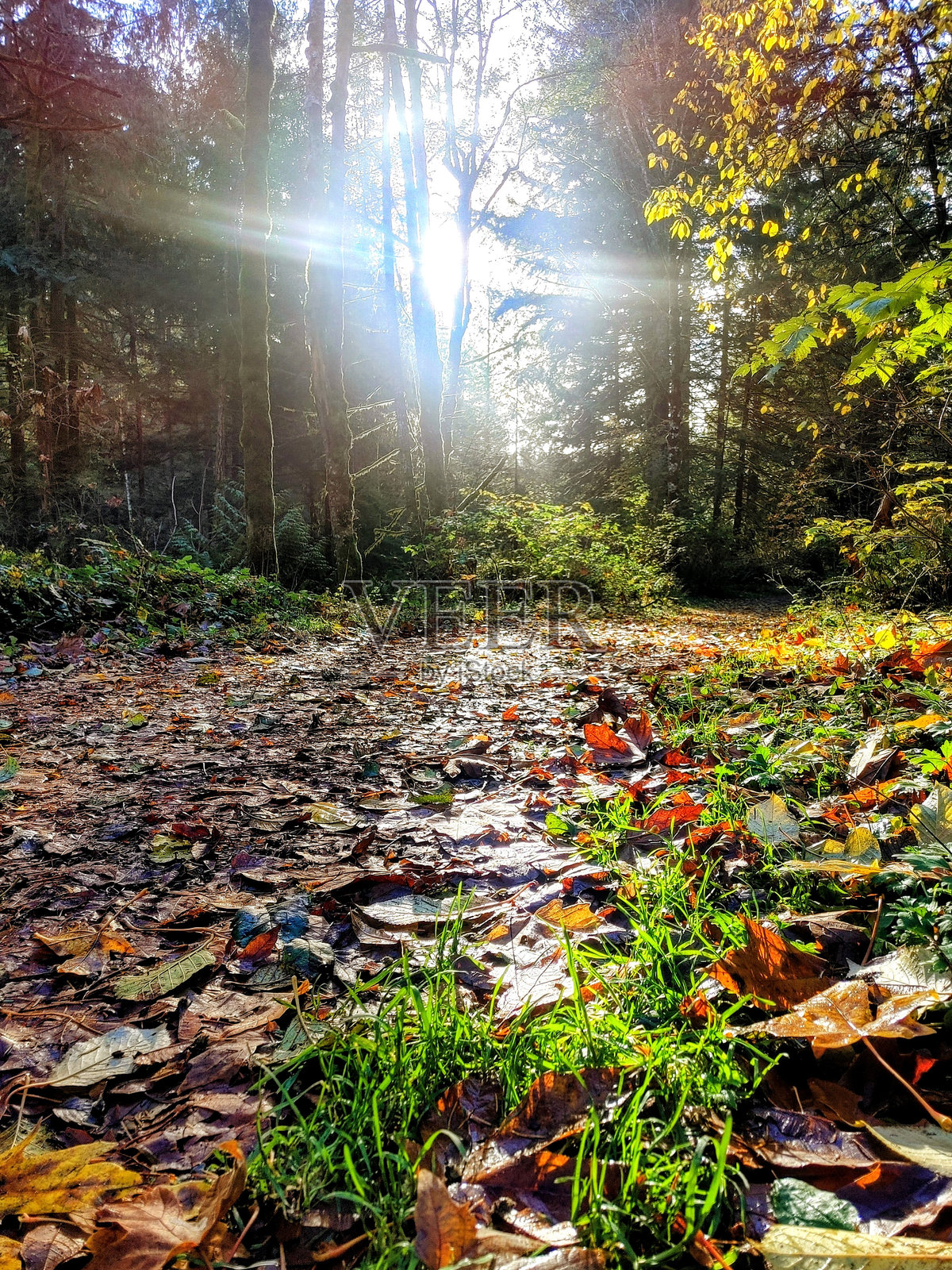 秋天照片摄影图片